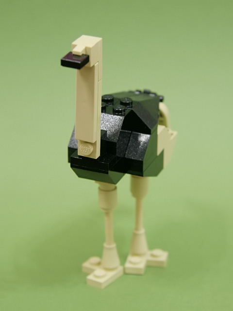 ostrich_01d.jpg