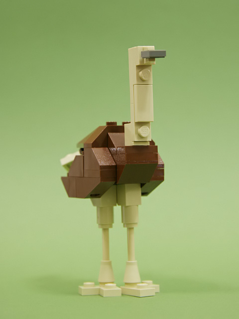 ostrich_02a.jpg