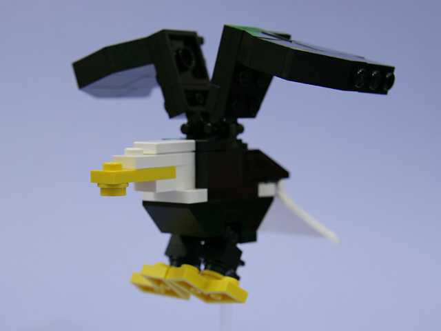 baldeagle_03b.jpg