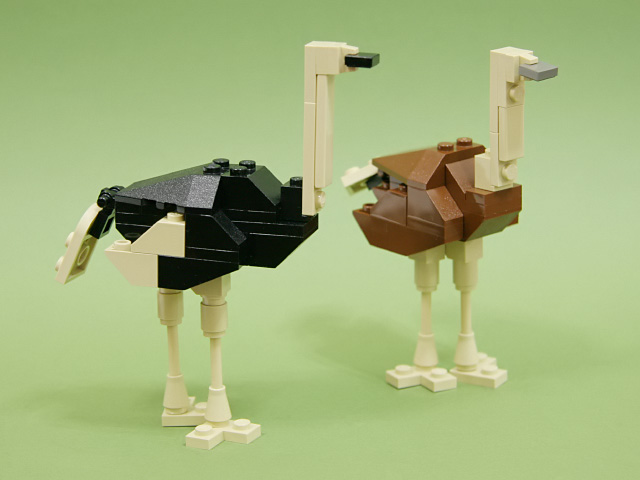 0607_ostrich.jpg